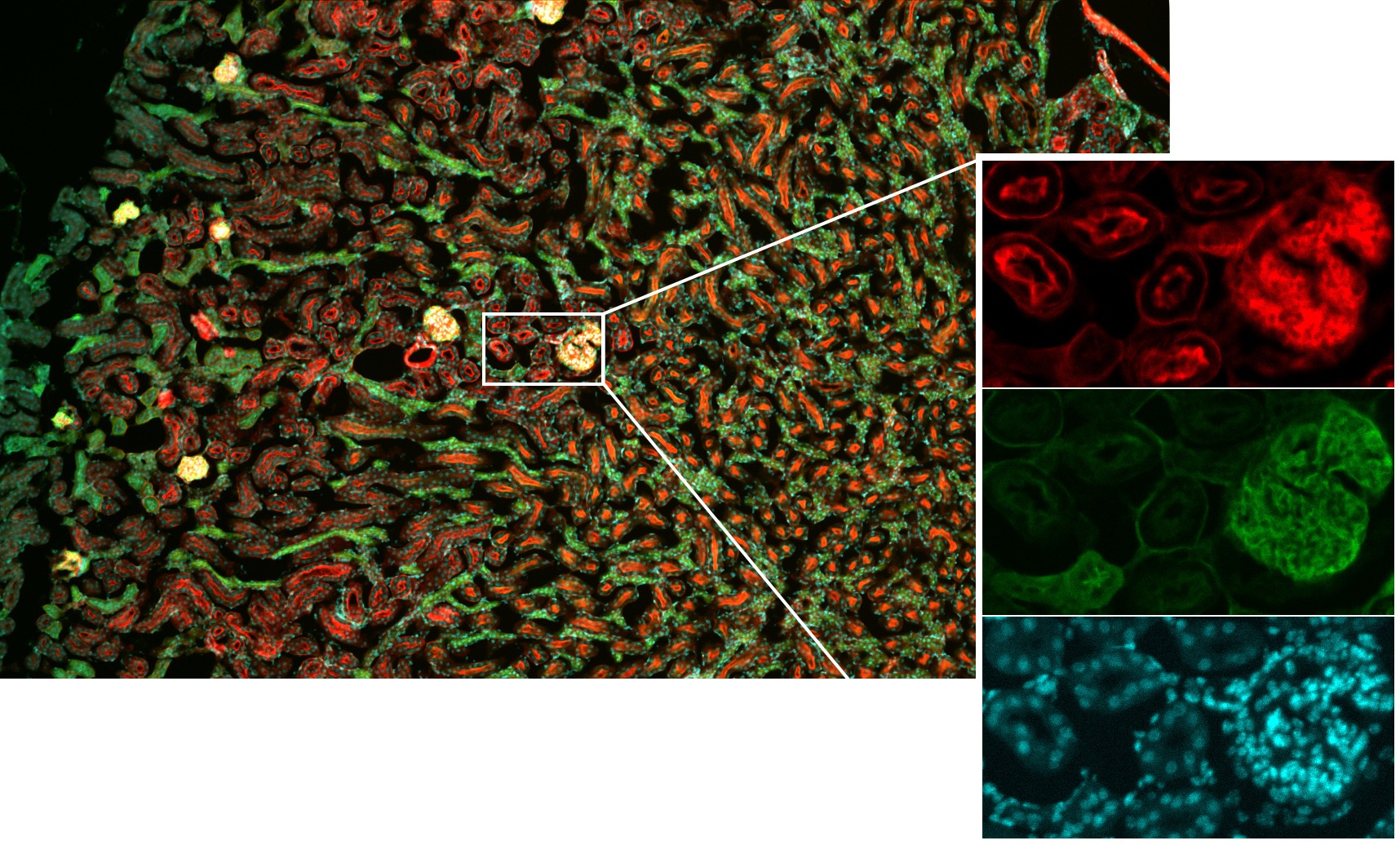 Iris 15™ Scientific CMOS Camera